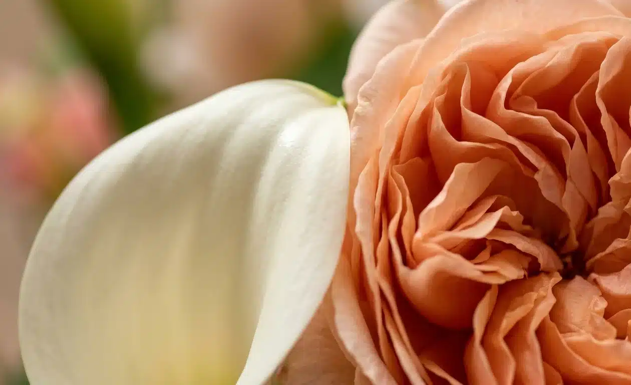 Close-up comparison of floral textures showing a smooth cream calla lily reflecting light next to a soft peach garden rose absorbing light.