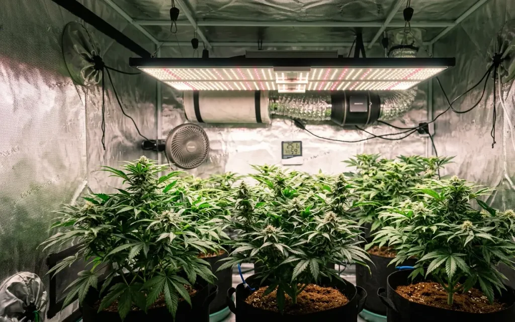 High tech broad spectrum LED grow light panel illuminating green plant canopy inside an indoor grow tent