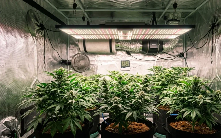 High tech broad spectrum LED grow light panel illuminating green plant canopy inside an indoor grow tent
