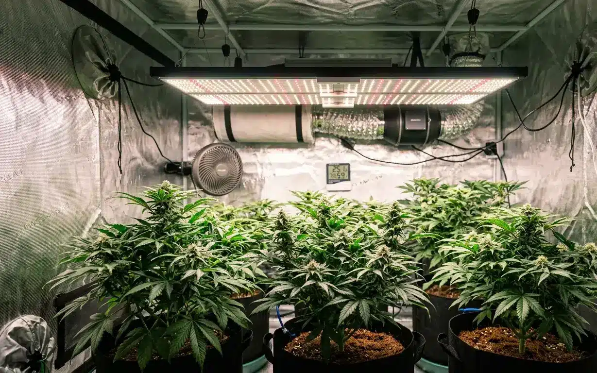 High tech broad spectrum LED grow light panel illuminating green plant canopy inside an indoor grow tent